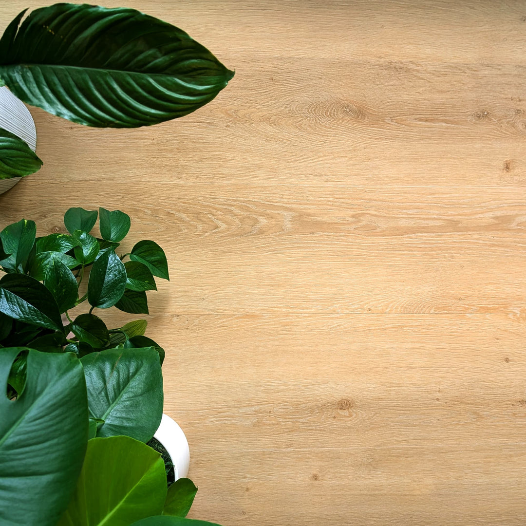 Allure Honey Butter Oak 22mil Luxury Vinyl Plank viewed overhead with a peace lily, devil's ivy and elephant ear indoor plants