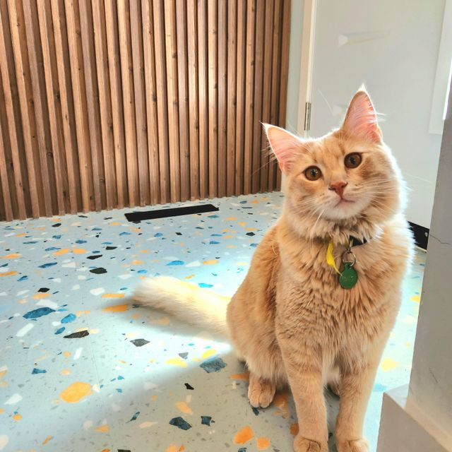 Orange cat sitting on a terrazzo floor with a wooden wall in the background