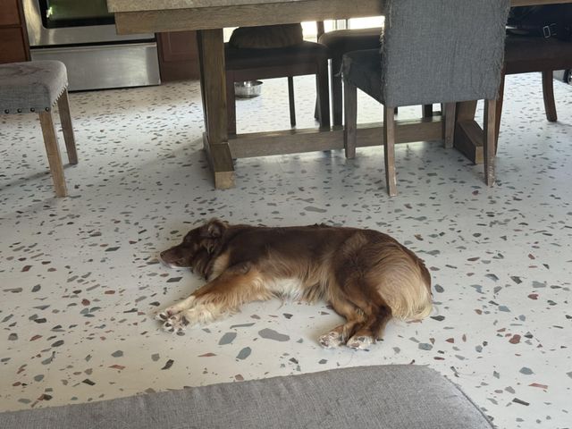Dog lying on terrazzo vinyl tile flooring in a room with a table and chairs.