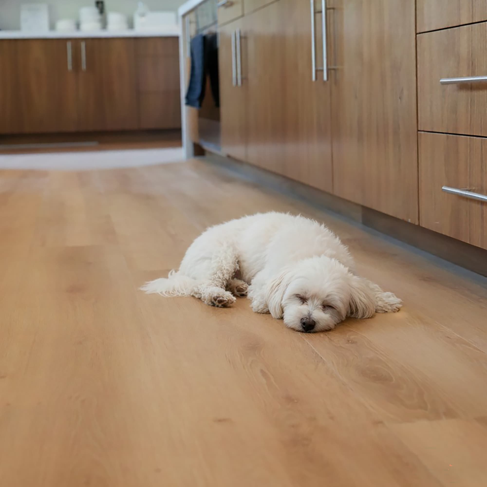 White dog lying on an Allure luxury vinyl plank floor in a kitchen