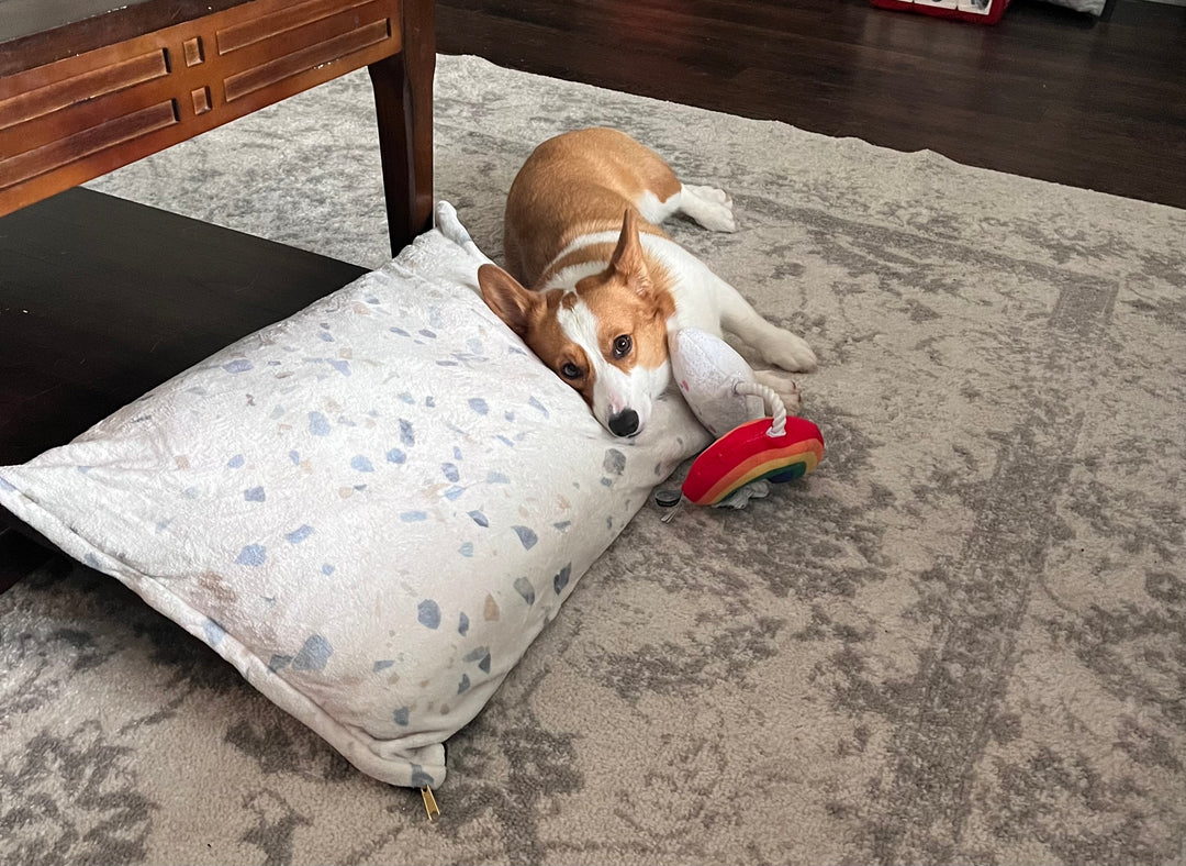 Corgi dog on terrazzo dog bed with toy
