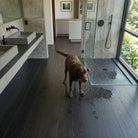 Dog standing on a wet Allure wide plank LVP floor in a modern bathroom with large windows.