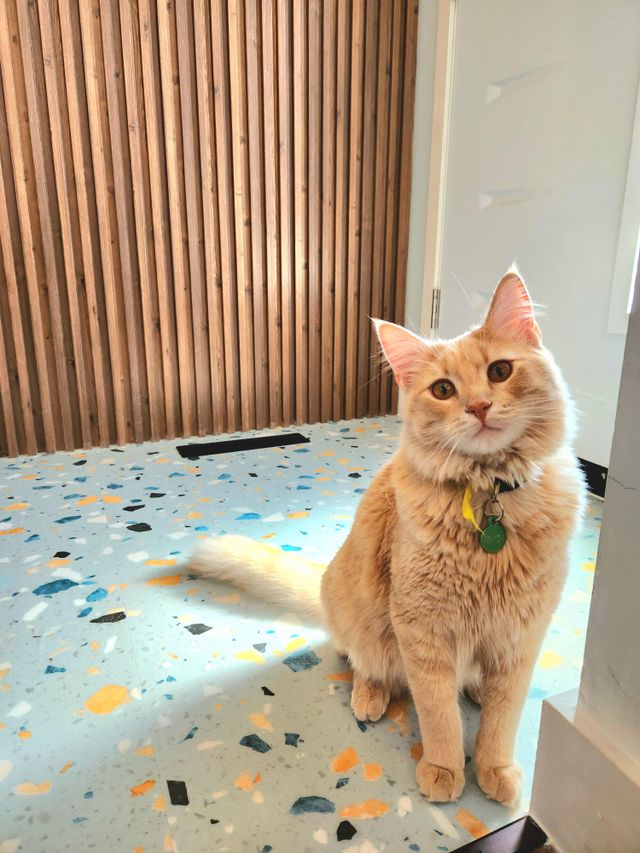 Orange cat sitting on a terrazzo floor with a wooden wall in the background

