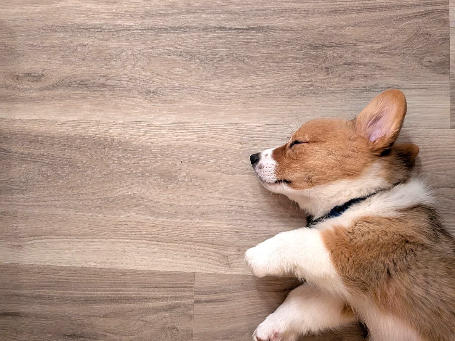 A Corgi puppy sleeping on Allure luxury vinyl flooring