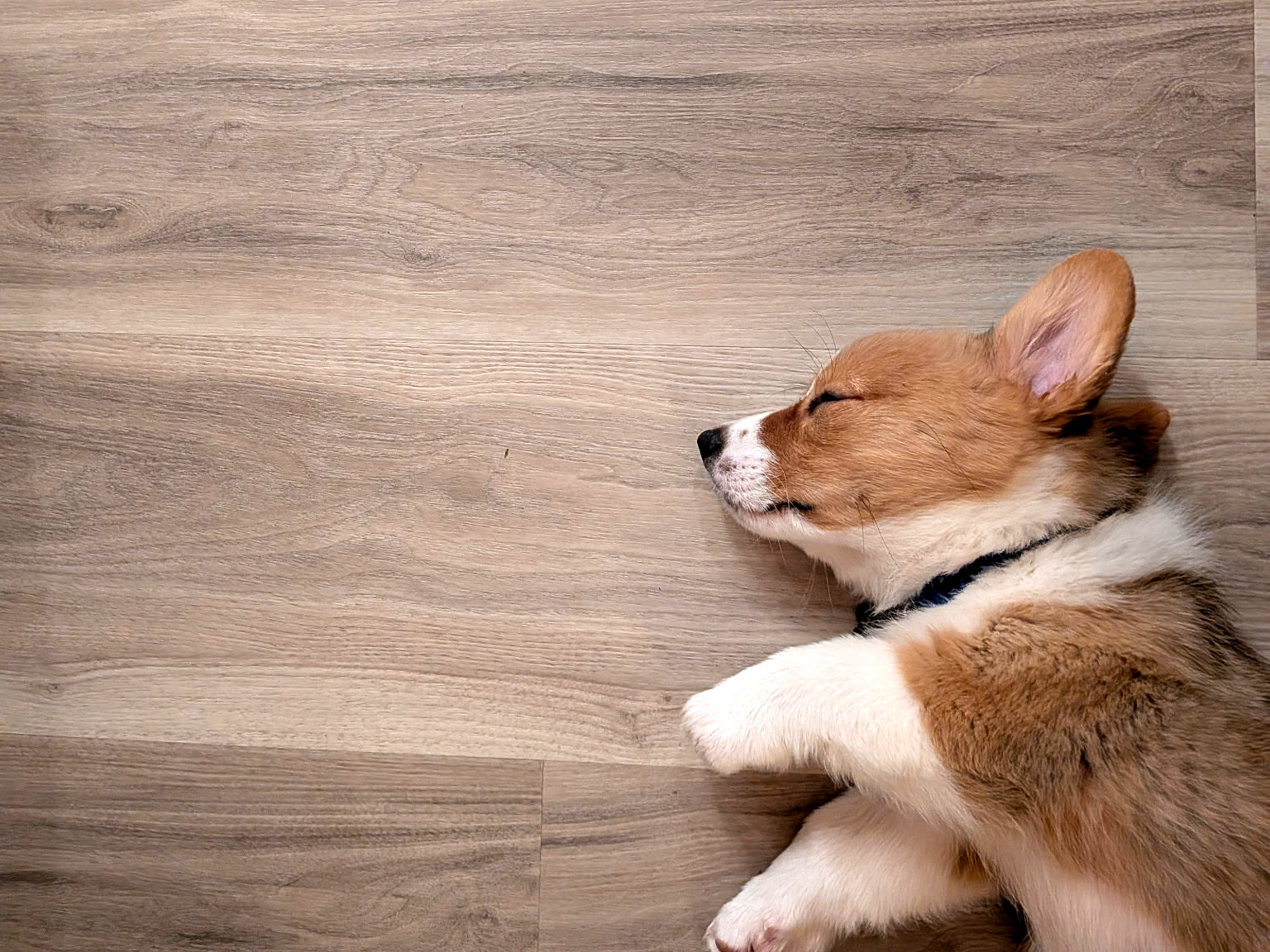 Sleeping corgi on a wooden floor