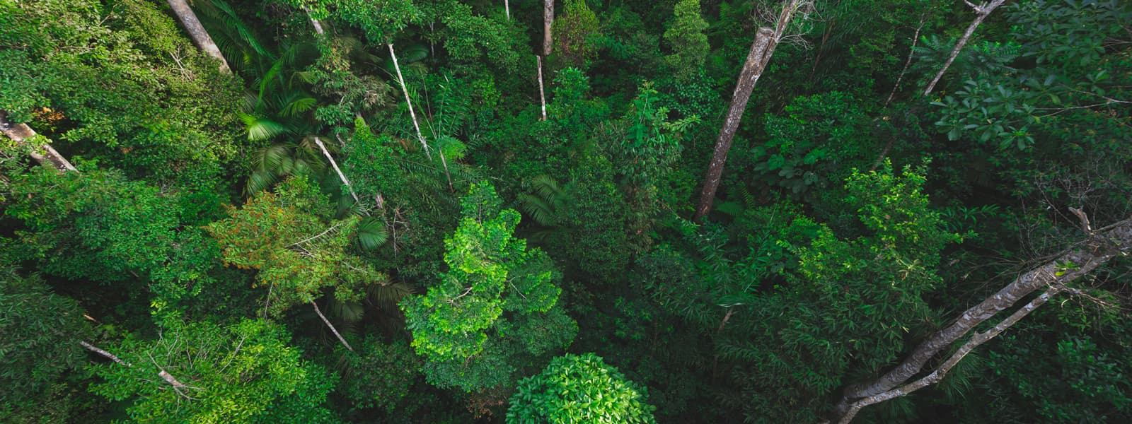 A view of a forest canopy