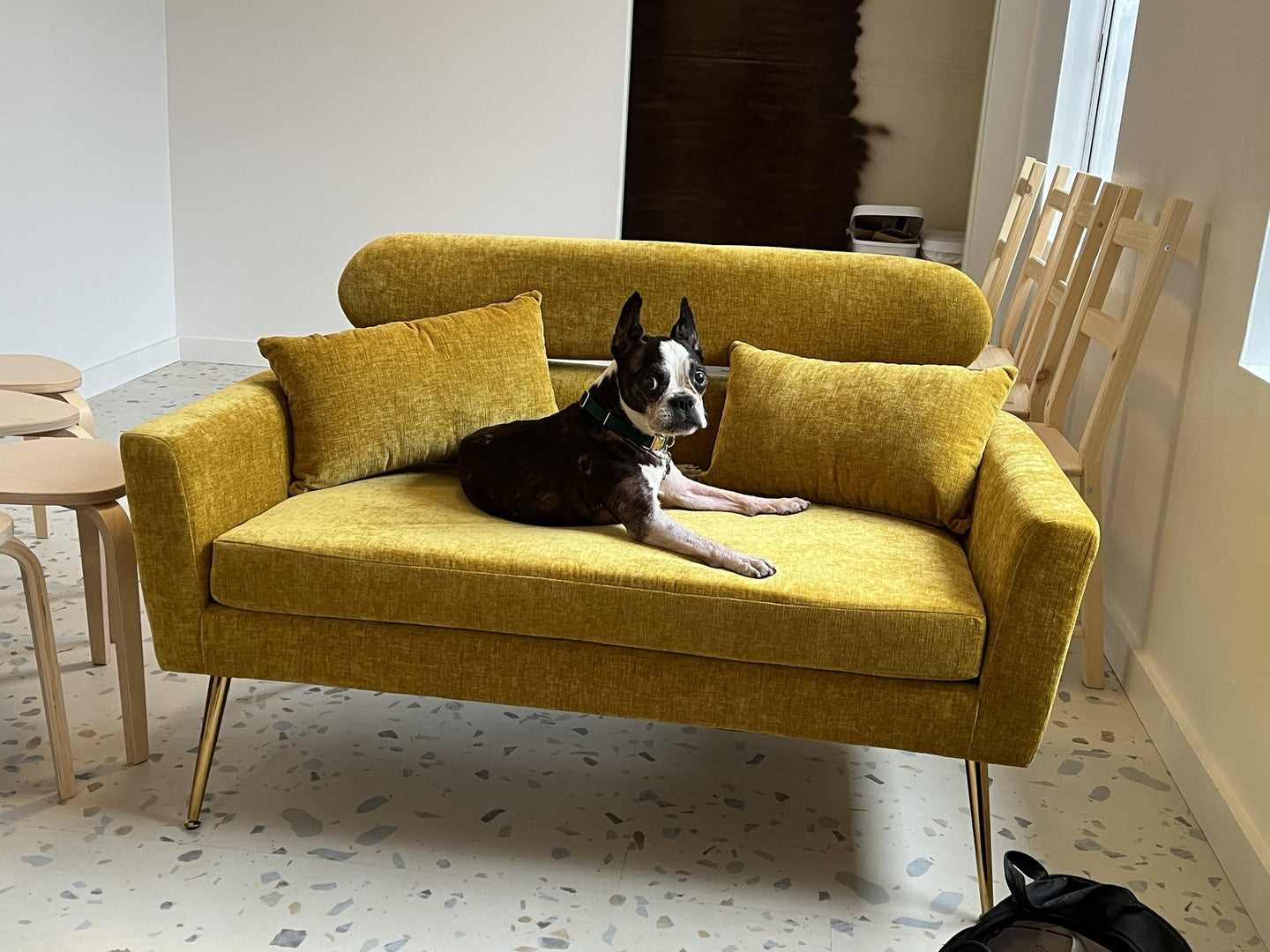 Frenchie laying on a 70s couch with Allure terrazzo vinyl tile flooring