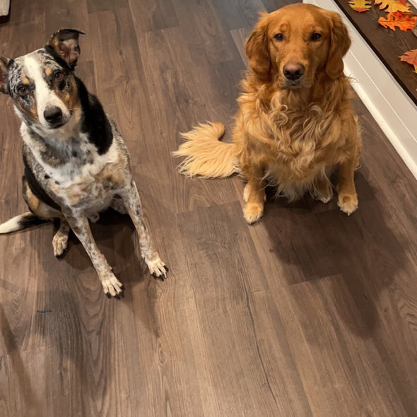 Dogs on Allure Vinyl Flooring