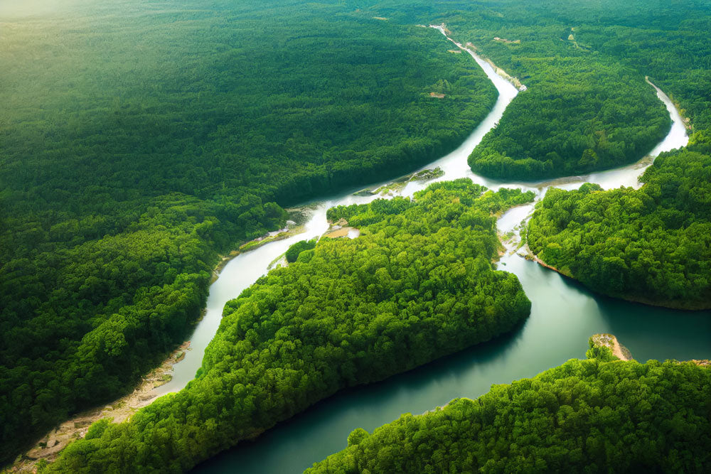 picture of a river system with lush green trees