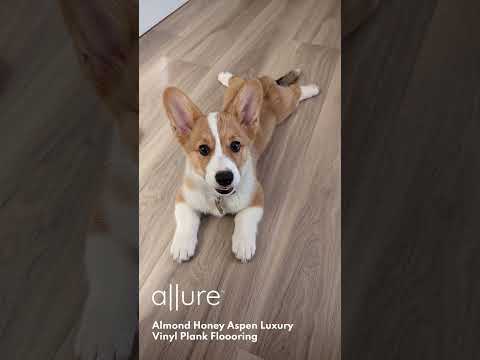 Dog talking about Allure vinyl plank flooring